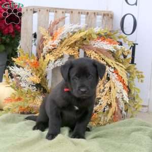 Bibs, Labrador Mix Puppy