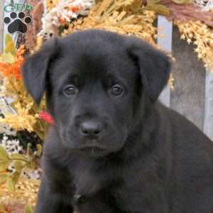 Bibs, Labrador Mix Puppy