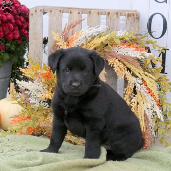 Biff, Labrador Mix Puppy