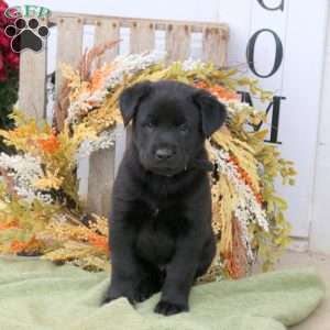 Biff, Labrador Mix Puppy