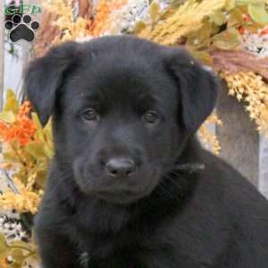 Biff, Labrador Mix Puppy