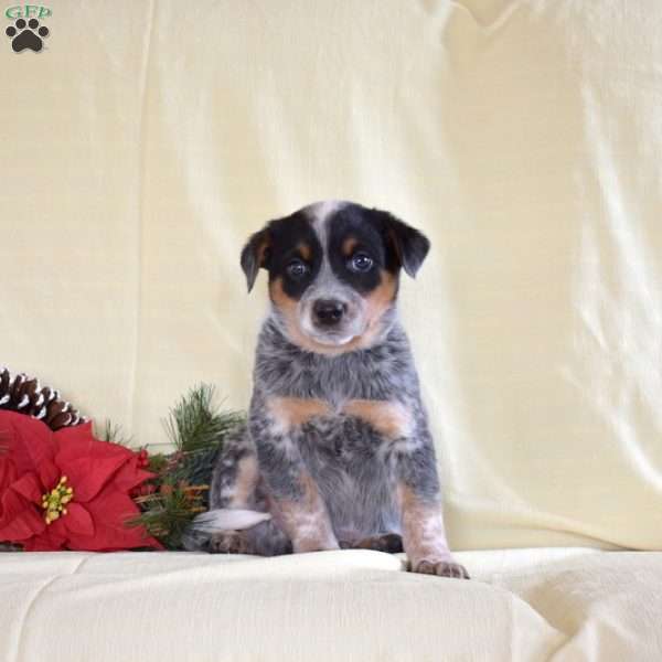 Big Ben, Blue Heeler – Australian Cattle Dog Puppy