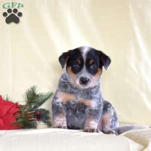 Big Ben, Blue Heeler – Australian Cattle Dog Puppy