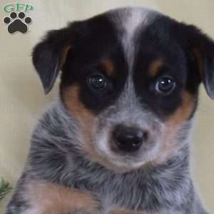 Big Ben, Blue Heeler – Australian Cattle Dog Puppy