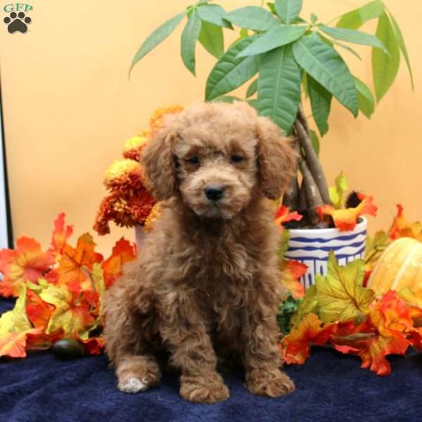 Billy, Miniature Poodle Puppy