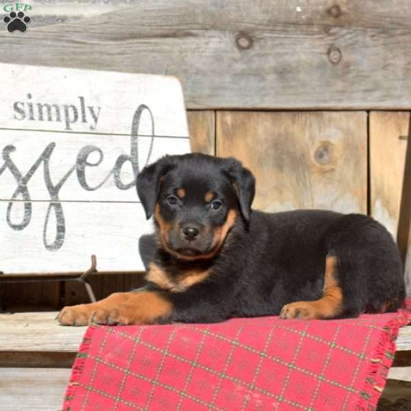 Bindi, Rottweiler Puppy