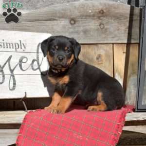 Bindi, Rottweiler Puppy