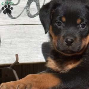Bindi, Rottweiler Puppy