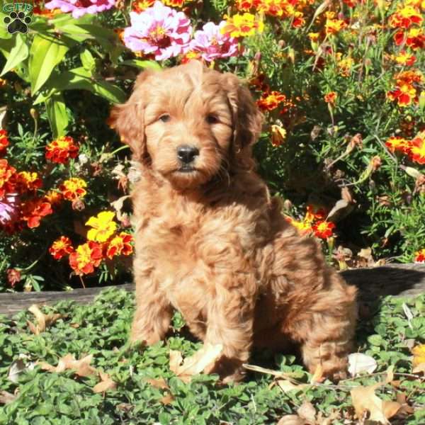 Bingo, Mini Goldendoodle Puppy