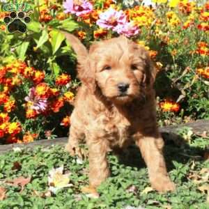 Bingo, Mini Goldendoodle Puppy