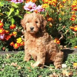 Bingo, Mini Goldendoodle Puppy