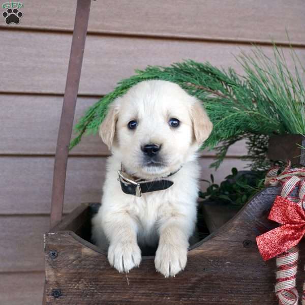 Bingo, Golden Retriever Puppy