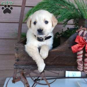 Bingo, Golden Retriever Puppy