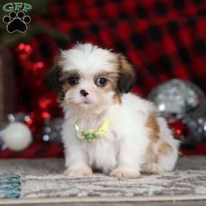 Biscuit, Lhasa Apso Puppy