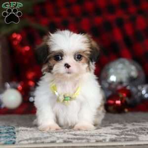 Biscuit, Lhasa Apso Puppy