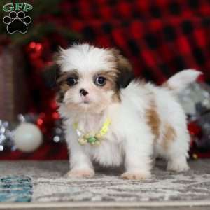 Biscuit, Lhasa Apso Puppy