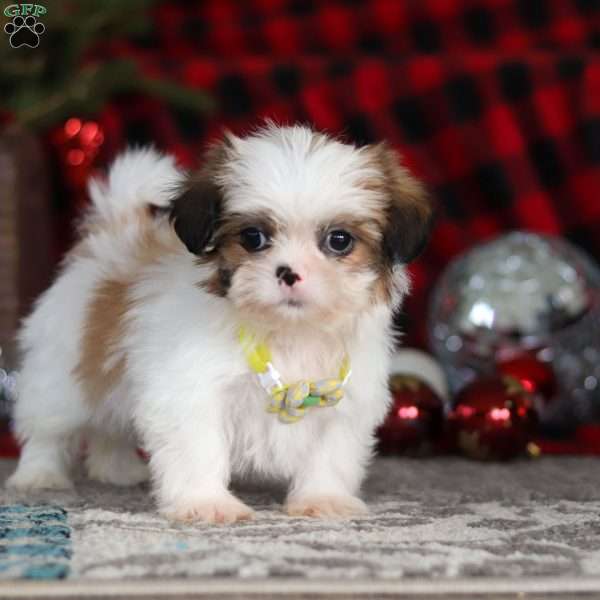 Biscuit, Lhasa Apso Puppy
