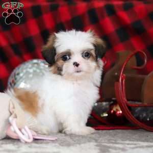 Biscuit, Lhasa Apso Puppy