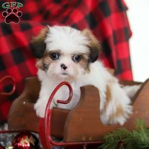 Biscuit, Lhasa Apso Puppy