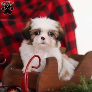 Biscuit, Lhasa Apso Puppy