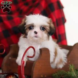Biscuit, Lhasa Apso Puppy