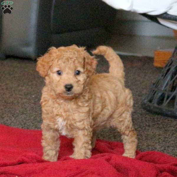 Biscuit, Mini Aussiedoodle Puppy