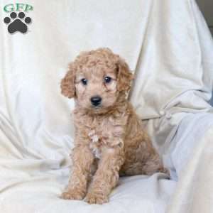 Biscuit, Mini Aussiedoodle Puppy