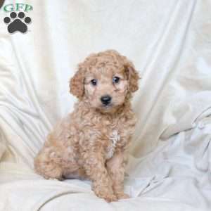 Biscuit, Mini Aussiedoodle Puppy