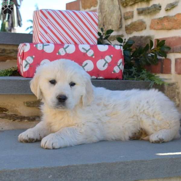 Biscuit, English Cream Golden Retriever Puppy
