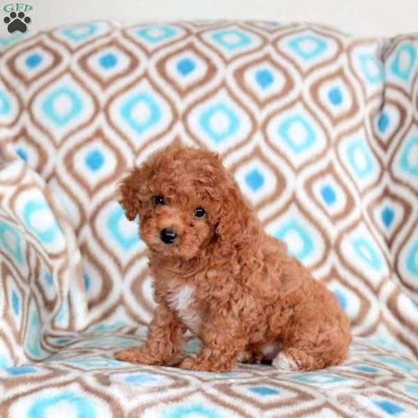 Biscuit, Miniature Poodle Puppy