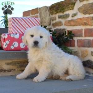 Biscuit, English Cream Golden Retriever Puppy