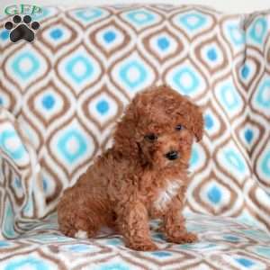 Biscuit, Miniature Poodle Puppy