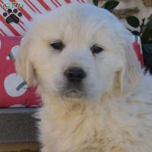 Biscuit, English Cream Golden Retriever Puppy