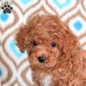 Biscuit, Miniature Poodle Puppy