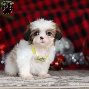 Biscuit, Lhasa Apso Puppy