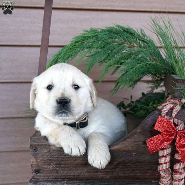 Biscuit, Golden Retriever Puppy