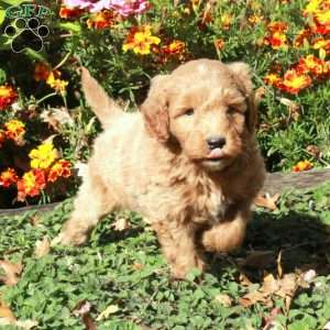 Bishop, Mini Goldendoodle Puppy
