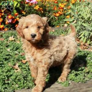 Bishop, Mini Goldendoodle Puppy