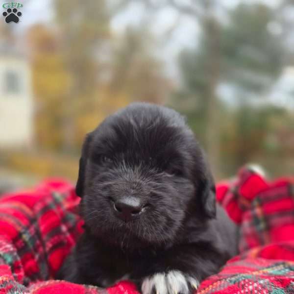 Black, Newfoundland Puppy