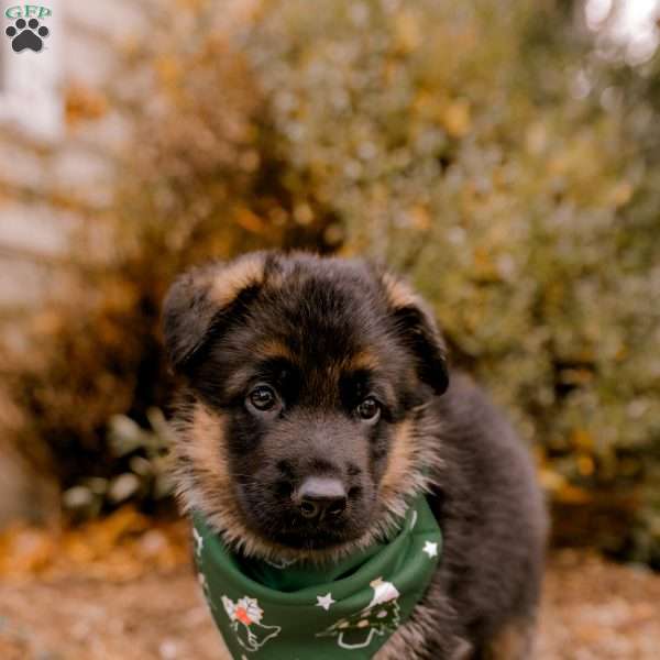 Rocky, German Shepherd Puppy