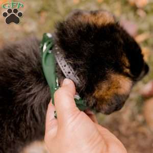 Rocky, German Shepherd Puppy