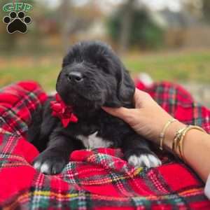 Black, Newfoundland Puppy
