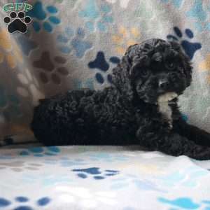 Blacky, Cockapoo Puppy