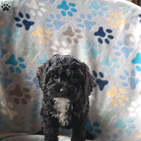 Blacky, Cockapoo Puppy