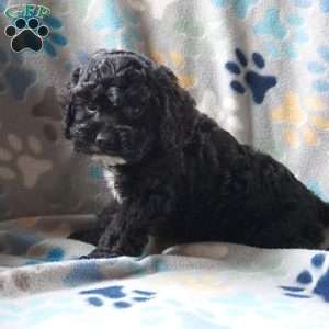 Blacky, Cockapoo Puppy