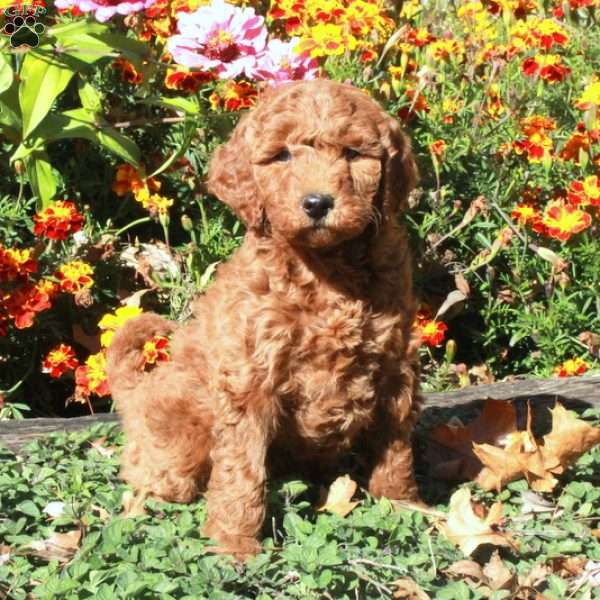 Blair, Mini Goldendoodle Puppy
