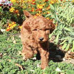 Blair, Mini Goldendoodle Puppy