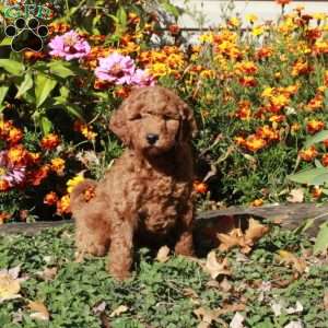 Blair, Mini Goldendoodle Puppy