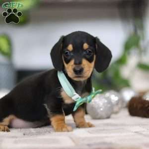 Blake, Dachshund Puppy