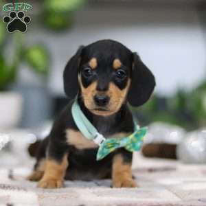 Blake, Dachshund Puppy